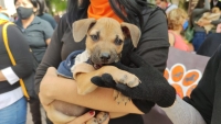 Persisten biocidios en Centro de Control Canino y Felino de M&eacute;rida: activistas