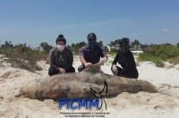 Hallan muerto otro delf&iacute;n en playas de Uaymit&uacute;n