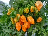 Impulsan denominaci&oacute;n de origen del chile habanero