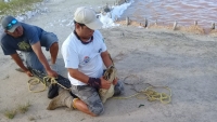 Liberan en R&iacute;a Lagartos a cocodrilo capturado en El Cuyo
