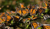 En riesgo, la migraci&oacute;n de la mariposa monarca