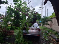 Lluvias dejan árboles caídos y encharcamientos en varias zonas