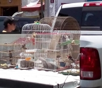 Profepa asegura aves ex&oacute;ticas en Mercado Lucas de G&aacute;lvez