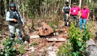 Clausura Profepa obras en &aacute;rea  natural  de Bala&rsquo;an k&acute;aax