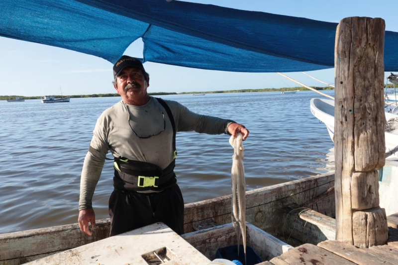 Costa yucateca cierra exitosa temporada de pulpo