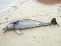 Recala delf&iacute;n muerto en Progreso