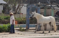 Aurigas denuncian persecuci&oacute;n por grupos de animalistas