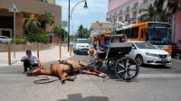 Se desploma caballo en la avenida Col&oacute;n