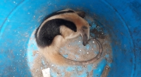 Rescatan oso hormiguero en Tizim&iacute;n