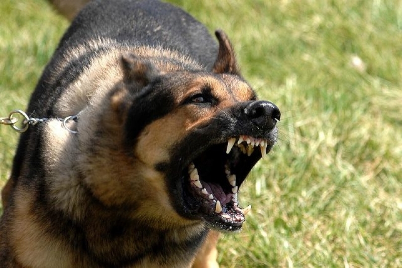 Aumentan ataques de perros en Yucatán