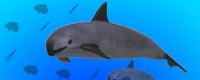 Vaquita marina, la marsopa m&aacute;s peque&ntilde;a del mundo