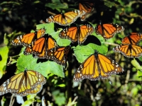 Mariposas monarca inician su llegada a M&eacute;xico