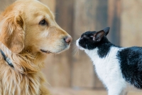 Necesario promover la tenencia responsable de animales de compa&ntilde;&iacute;a