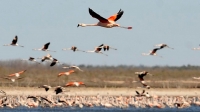 M&eacute;xico, pa&iacute;s predilecto para aves migratorias