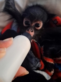 Rescata Profepa a mo&ntilde;o ara&ntilde;a y 25 loros