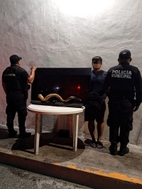 Rob&oacute; a su hermano; ya est&aacute; preso