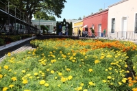 Alistan cuarta edici&oacute;n del &ldquo;Camino de Flores&rdquo;