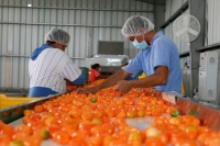 Mol&eacute;cula picante del habanero se utilizar&aacute; en industria farmac&eacute;utica