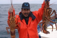 Inicia temporada de captura de langosta en Yucat&aacute;n