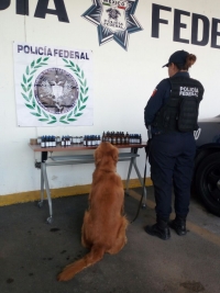 Perros polic&iacute;as detectan droga en frascos