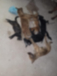 Investigan presunto envenenamiento de animales en Pist&eacute;