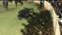 Destripan a caballos en Panab&aacute;