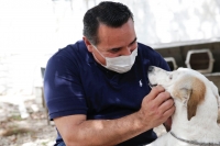Capacitan a empleados municipales en manejo de fauna dom&eacute;stica
