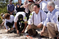 Arranca reforestaci&oacute;n de manglares en toda la costa yucateca
