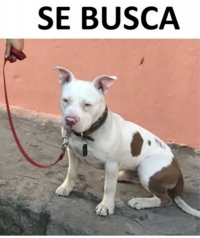Extrav&iacute;o de mascotas es aprovechado por criminales: FGE
