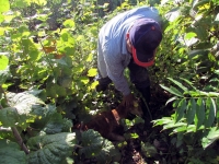 Jauría ataca a borregos en comisaría de Xoy