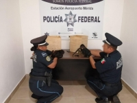 Tr&aacute;fico de especies pasa &ldquo;a diario&rdquo; en la Pen&iacute;nsula de Yucat&aacute;n: PVEM