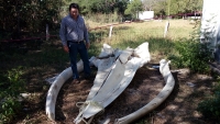 Esqueleto de ballena ser&aacute; expuesto en Progreso