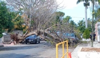 Colapsa árbol en  la García Ginerés