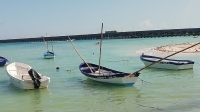 Clima afecta captura de pulpo en litoral yucateco