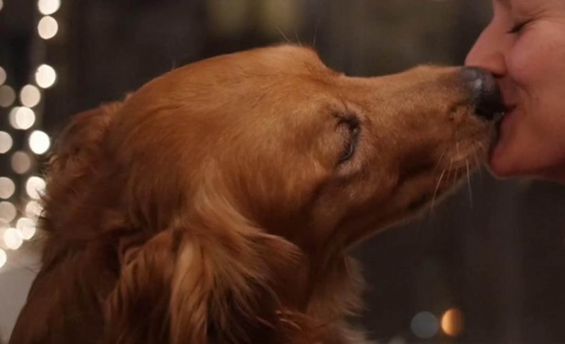 Besos de mascotas pueden causar enfermedades