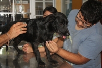 Localizan sano y salvo al perro agredido por corredor