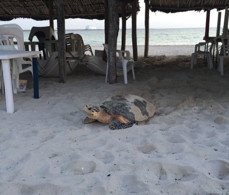 Tortuga de carey arriba a malecón de Progreso a desovar