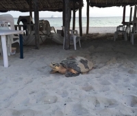 Tortuga de carey arriba a malecón de Progreso a desovar