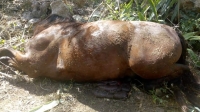Hallan caballo muerto en comisar&iacute;a de Acanceh