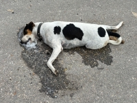 Indignaci&oacute;n por envenenamiento de perros