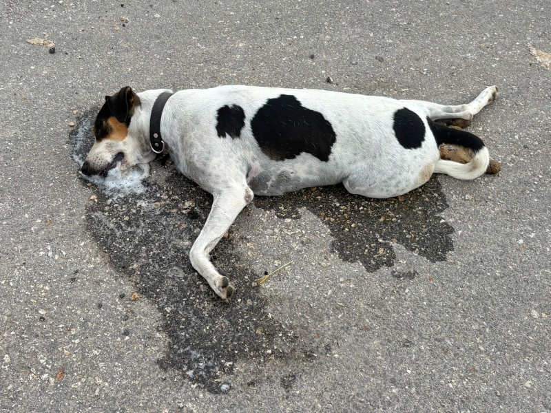 Indignación por envenenamiento de perros