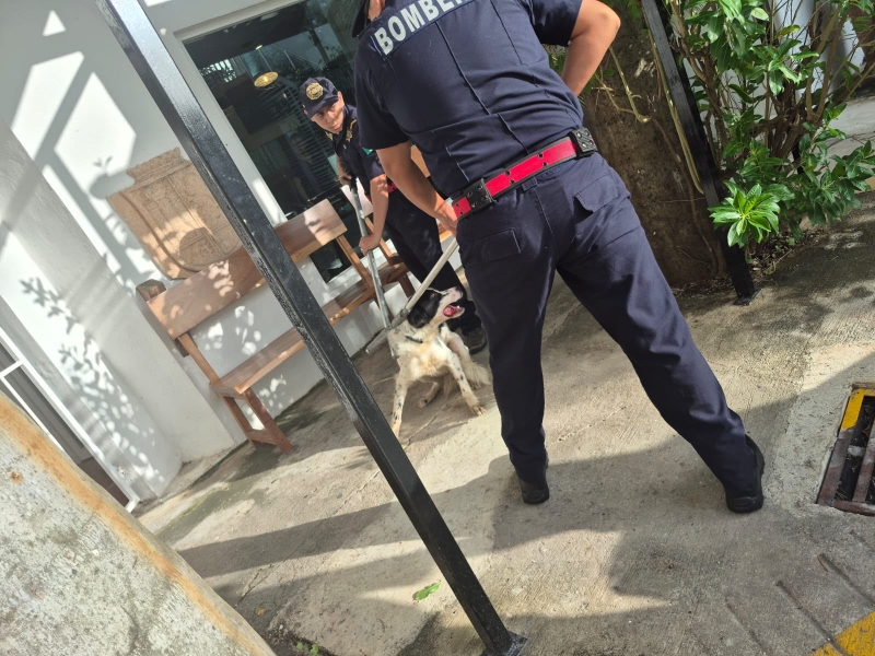 Activan protocolo tras reportes de mordeduras de perro