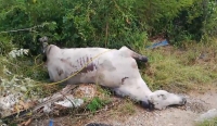 Hallan caballos muertos en brecha de M&eacute;rida
