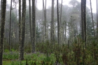 Urge pol&iacute;tica forestal para detener destrucci&oacute;n de bosques