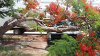 Frondoso &aacute;rbol cae sobre camioneta