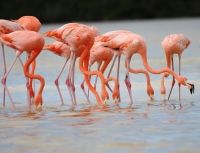 Colocan transmisores satelitales a flamencos
