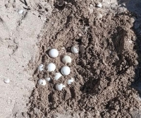 Rescatan huevos de tortuga en Progreso
