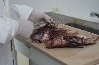 Investigadores proponen consumir pez le&oacute;n en &ldquo;chicharr&oacute;n&rdquo;