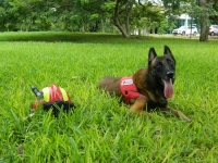 Elliot, Dusty y Megan entrenan en la Cruz Roja&nbsp; para salvar vidas