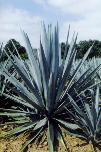 Caracter&iacute;sticas geol&oacute;gicas dan a M&eacute;xico exclusividad de producir tequila